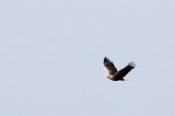20210428_Zeearend_Lauwersmeer