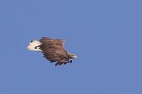 20220320_Zeearend_Fochteloerveen_02