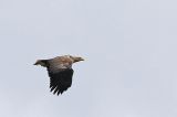 20220514_Zeearend_Onnerpolder