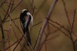 015_20090121_Staartmees_Diependal
