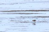 20190816_Alaskastrandloper_Westhoek_04