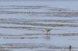 20190816_Alaskastrandloper_Westhoek_06