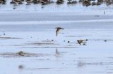 20190816_Alaskastrandloper_Westhoek_08