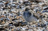 20150417_Amerikaanse-Oeverloper_Medemblik_3-sharpen-sharpen
