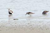 20130713_Breedbekstrandloper_Breebaardpolder