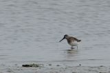 20130713_Breedbekstrandloper_Breebaardpolder_2