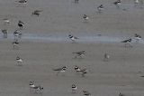 20170520_Breedbekstrandloper_Lauwersmeer_02