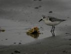 20061010_Drieteenstrandloper_Texel
