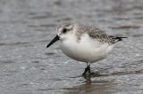 20141017_Drieteenstrandloper_Texel