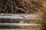 20040529_Grote_Geelpootruiter_Hilversum_02