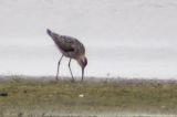 20040627_Steltstrandloper_Ezumakeech
