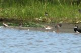 20130713_Terekruiter_Breebaardpolder_2
