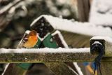 20100106_Baltimoretroepiaal_Alkmaar_00