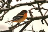20100106_Baltimoretroepiaal_Alkmaar_01