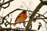 20100106_Baltimoretroepiaal_Alkmaar_02