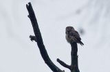 20131229_Dwerguil_Lettele