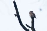 20131229_Dwerguil_Lettele_2
