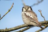20131229_Spwerweruil_Zwolle