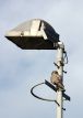 20131229_Spwerweruil_Zwolle_2