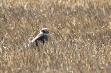 20150906_Roodpootvalk_3_Lauwerzijl