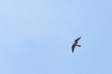 20170514_Roodpootvalk_Roden
