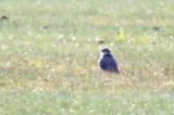 20190509_Roodpootvalk-vrouw_Oude-Robbengat