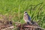 20190917_Roodpootvalk_Sneekermeer-Griene_Dyk