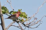 20120616_Roodmus_Texel_01