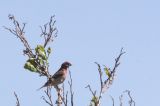 20120616_Roodmus_Texel_03