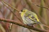 20080323_Sijs_Roden