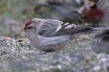 20180204_Witstuitbarmsijs_04_Arnhem