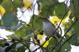 20181028_Roodoogvireo_Texel_01
