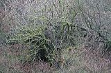 20070107_Blauwstaart_01