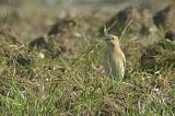 20060902_Izabeltapuit_Eemshaven_03