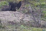 20201011_Izabeltapuit_Texel_01