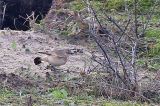20201011_Izabeltapuit_Texel_02