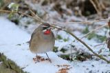 20160117_Roodkeelnachtegaal_Hoogwoud_01