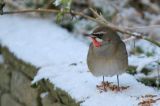 20160117_Roodkeelnachtegaal_Hoogwoud_02