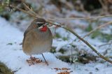 20160117_Roodkeelnachtegaal_Hoogwoud_04