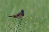 20150614_Roodsterblauwborst_Blijham