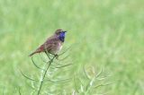 20150614_Roodsterblauwborst_Blijham_3