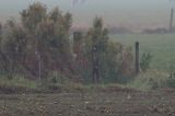 20161015_Woestijntapuit_Texel