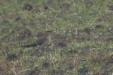 20070624_Steppevorkstaartplevier_1_Buinen