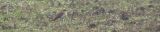 20070624_Steppevorkstaartplevier_3_Buinen