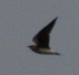 20070624_Steppevorkstaartplevier_vlucht2_Buinen