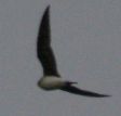 20070624_Steppevorkstaartplevier_vlucht3_Buinen
