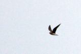 20070624_Steppevorkstaartplevier_vlucht4_Buinen