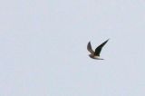 20070624_Steppevorkstaartplevier_vlucht4a_Buinen