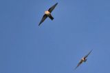 20061118_Rotszwaluw_Hoorn_2