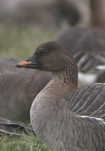 20060201_toendra.jpg